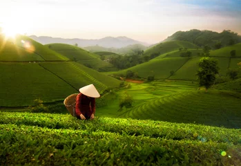 Foto op Aluminium landscape photo for Vietnamese working in tea plantation at long coc mountain © anekoho