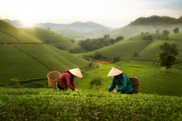 landscape photo for Vietnamese working in tea plantation at long coc mountain