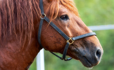 brown horse portrait