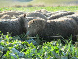 Fototapeta premium sheep grazing winter crop