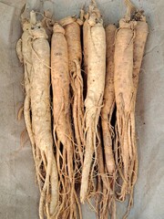 Korean Ginseng - herb for Korean traditional medicine