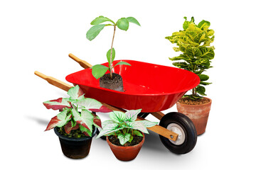 Collection of houseplant and gardening isolated