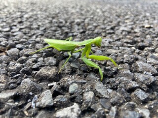 green praying mantis  カマキリ