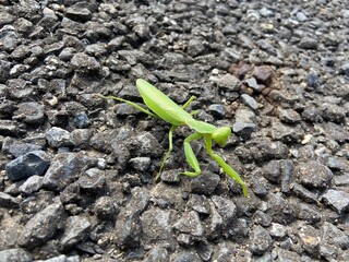 カマキリ　mantis