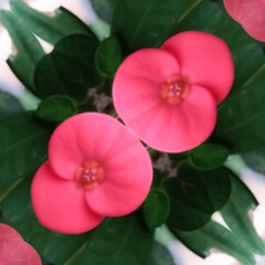 pink and white flower