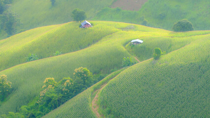Agriculture fields of corn on the hills with wooden cottage durring evening in green season of Mae Hong Son province unseen Northern Thailand. Scenic landscape in Thailand.