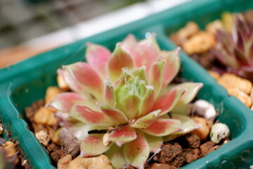 センペルビウム