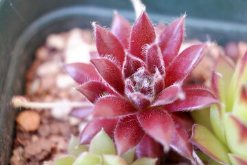 センペルビウム