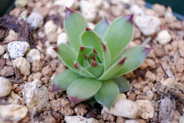 センペルビウム