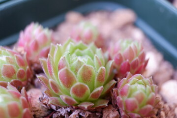 センペルビウム