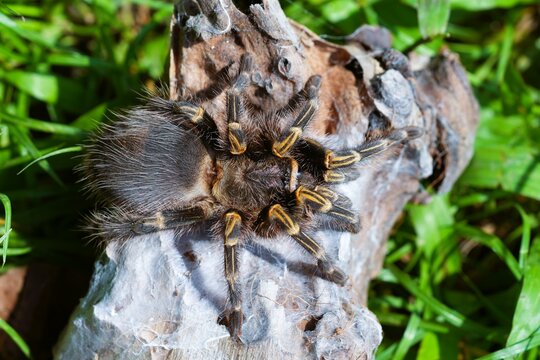A large gray spider perched on a log.