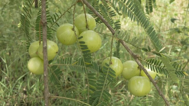 Amla Tree,Phyllanthus emblica Fruits, vitamin c rich fruit in the 