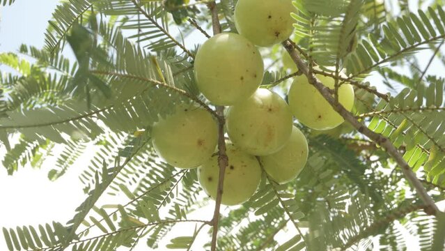 Phyllanthus emblica Fruits,Amla fruits hanging on a tree branch in the garden.