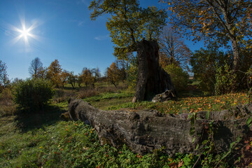 century-old broken oak tree, Lithuania - 532876003