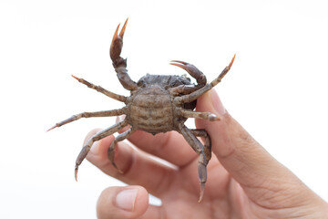 Close-up of a person holding a small live crab with its claws raised, isolated on white background. Marine wildlife concept, seafood ingredient, or exotic pet care