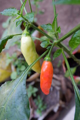 green light and orange chilli stock photo