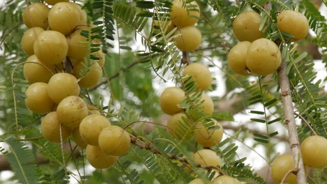 Amla Fruits on tree,close up view of indian gooseberry ,medicinal fruit