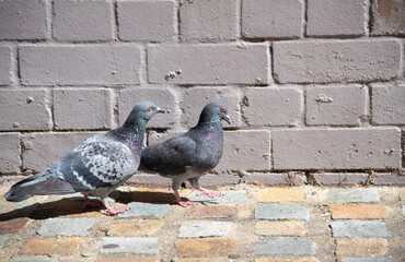 A couple pigeon birds walking on a brick pavement.