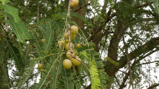 Emblica Officinalis Fruits on the tree,indian gooseberry fruit tree and fruits