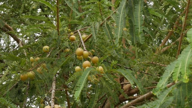 Emblica Fruits on tree, mild wind,indain gooseberry fruits