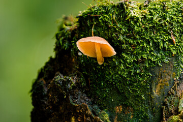 mushroom on tree