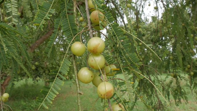 Phyllanthus emblica Tree with  Fruits,vitamin c fruit,gooseberry fruits