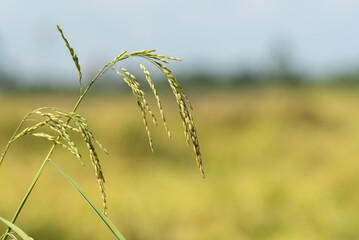 Nature of rice field on rice paddy