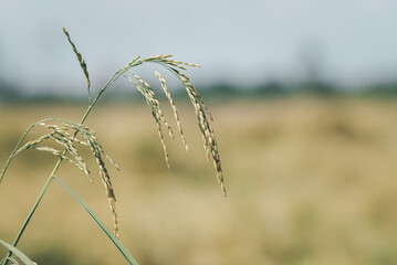 Fototapeta premium Nature of rice field on rice paddy
