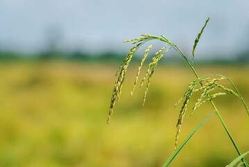 Fototapeta premium Nature of rice field on rice paddy