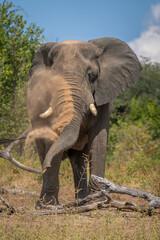 Fototapeta na wymiar African elephant stands behind log squirting dust