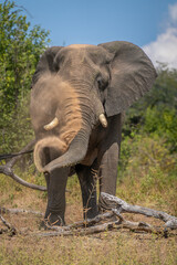 African elephant stands behind log throwing dust