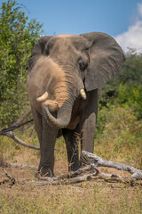 African elephant stands beside log spraying dust