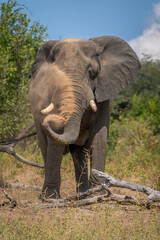 Fototapeta na wymiar African elephant stands beside log squirting dust