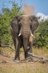 African elephant stands by log blowing dust