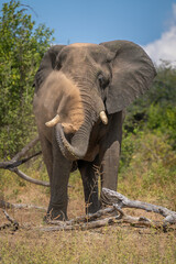 African elephant stands by log spraying dust