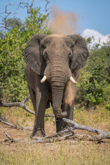 Fototapeta na wymiar African elephant stands by log throwing dust