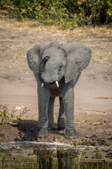 Fototapeta premium African elephant stands by river lifting trunk
