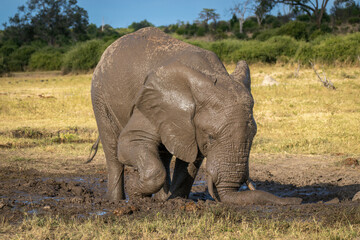African elephant stands digging hole with tusks
