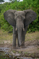 Fototapeta na wymiar African elephant stands facing camera on beach