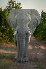 African elephant stands facing camera on track