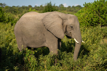African elephant stands in bushes in sunshine