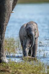 African elephant stands in river by mother