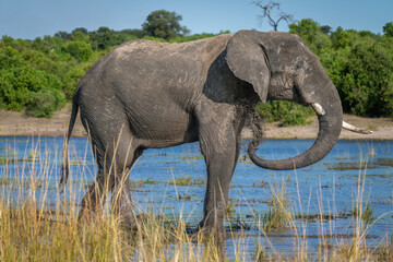 African elephant stands in river squirting mud