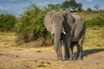African elephant stands in savannah watching camera