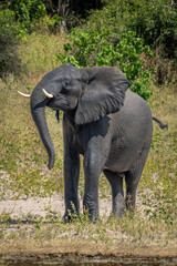 Naklejka na ściany i meble African elephant stands lifting head by river