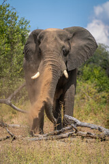 African elephant stands near log squirting dust
