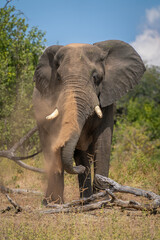 African elephant stands near log throwing dust