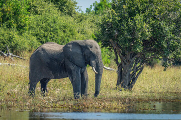 Obraz premium African elephant stands on riverbank by tree