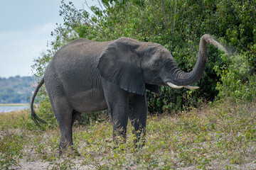 African elephant stands on riverbank spraying sand