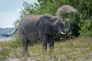 African elephant stands on riverbank throwing sand